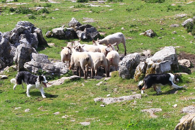 10-Day Ultimate Small-Group Tour of Ireland from Dublin - Day 3: Slea Head Drive, Ancient Beehive Huts, and Free Time in Dingle