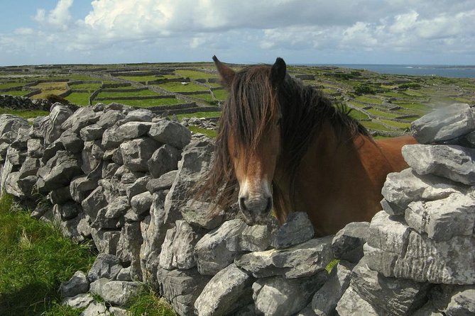 3-Day Southern Ireland Tour Including Galway and Kerry from Dublin - Should you book this Dublin to Galway and Kerry tour?