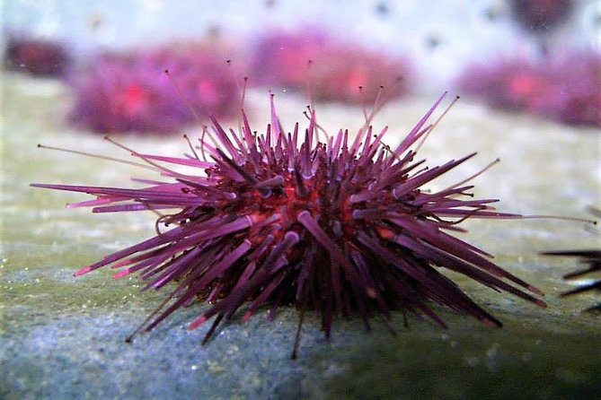Abalone farm tour and tasting with coastal seaweed walk. Guided. 2 hours - Why This Seaweed and Abalone Combo Works So Well in Galway