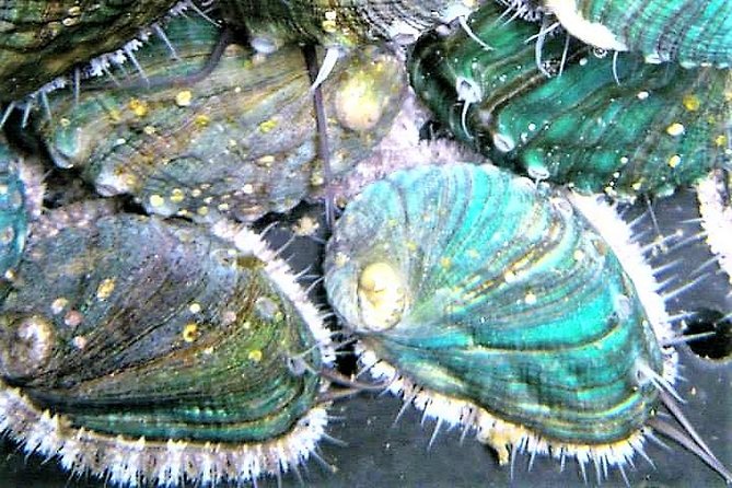Abalone farm tour and tasting with coastal seaweed walk. Guided. 2 hours - Mungo Murphy’s Seaweed Co: Learning From a Guided Shore Foraging Walk