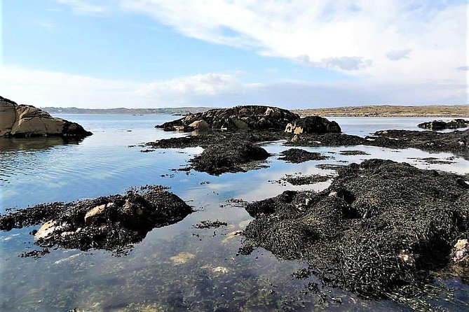Abalone farm tour and tasting with coastal seaweed walk. Guided. 2 hours - Abalone Farm Tour: How Aquaculture and Taste Connect