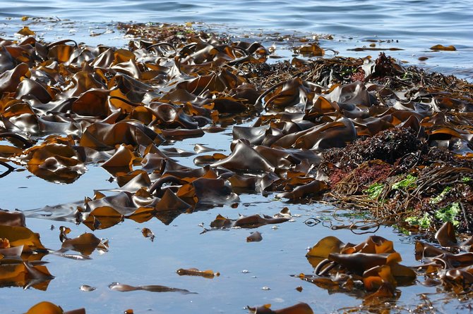 Abalone farm tour and tasting with coastal seaweed walk. Guided. 2 hours - The Tasting Menu: Seaweed Salads, Sashimi Abalone, and Cooked Comfort Food