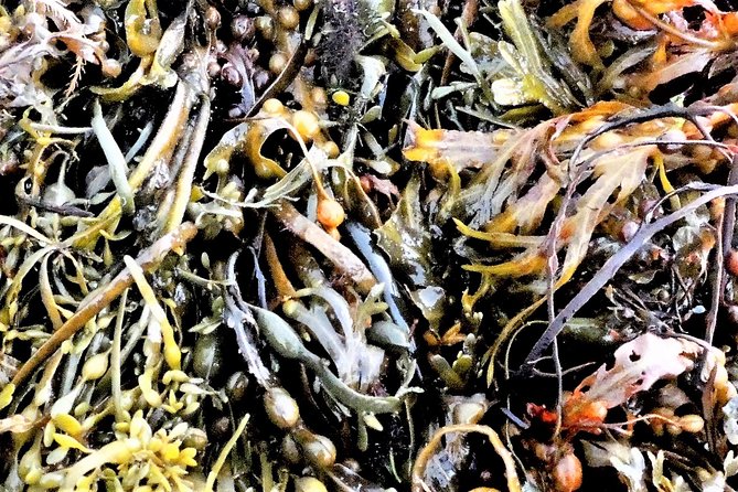Abalone farm tour and tasting with coastal seaweed walk. Guided. 2 hours - Practical Tips So You Enjoy the Foraging Part