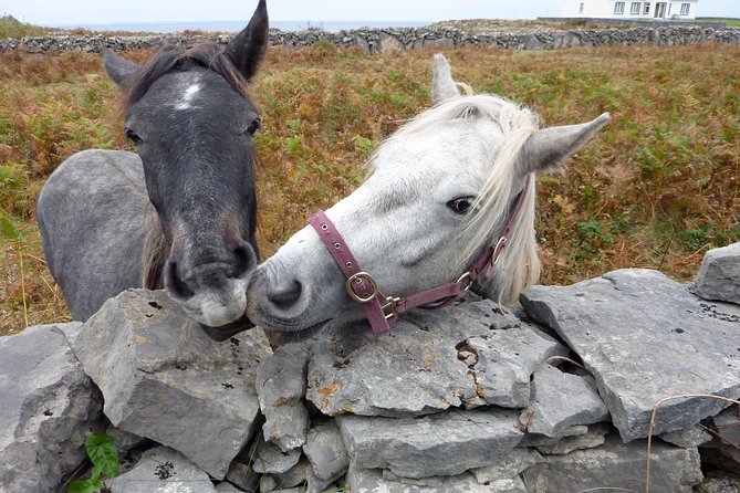 Aran Islands Scenic Flight and Galway Rail Tour from Dublin - Price and value: what $247.27 really buys you