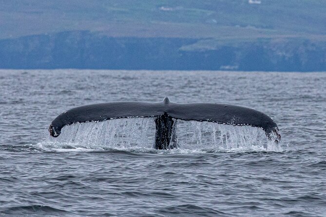 Blasket Island Sea Life Rib Tour, - Safety, Chops, and Motion Tips for a RIB Ride