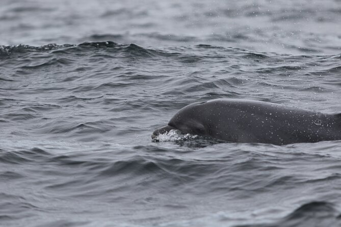 Blasket Island Sea Life Rib Tour, - Meeting Point at Farrannakilla, Dingle, and How to Prepare