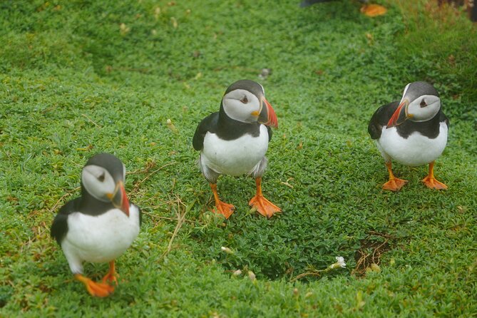 Blasket Island Sea Life Rib Tour, - Who This Tour Is Best For in Dingle
