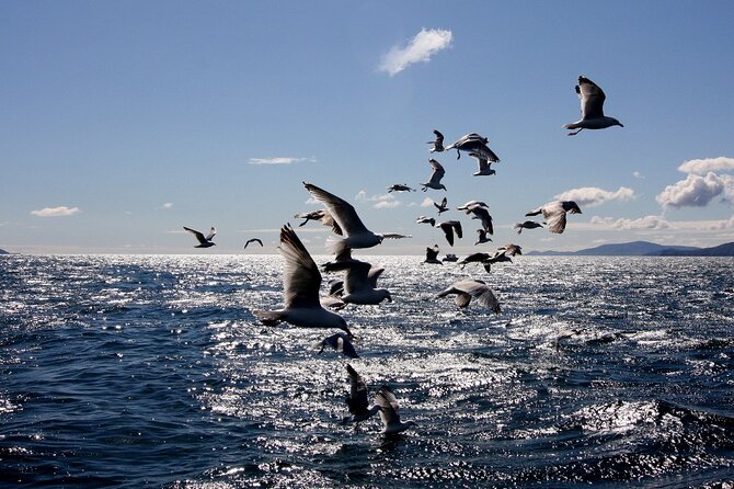 Boat Tour of Dingle Peninsula - The guide storytelling, history talk, and how it changes the ride