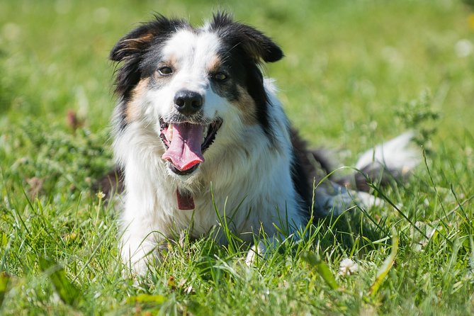 Caherconnell Fort & Sheepdog Demonstrations - Key things to know before you go