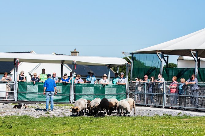 Caherconnell Fort & Sheepdog Demonstrations - Who should book Caherconnell Fort and Sheepdog Demonstrations