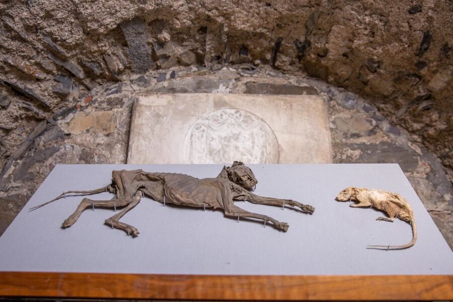 Christ Church Cathedral Entrance Ticket & Self-Guided Tour - The crypt: Ireland’s largest and full of stories people still repeat