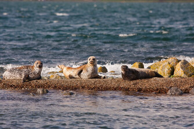 Clew Bay Cruise, Westport ( 90 minutes ) - Seals at the End, and Sometimes Sooner