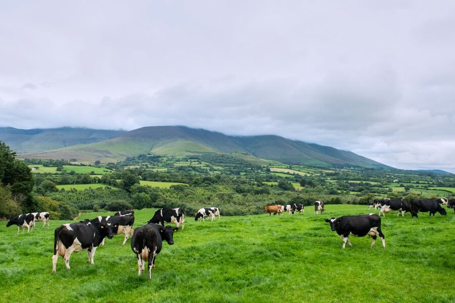 Cliffs of Moher and Blarney 2-Day Tour from Dublin - Day 1 from Dublin: Rock of Cashel, Cork markets, and Blarney Castle