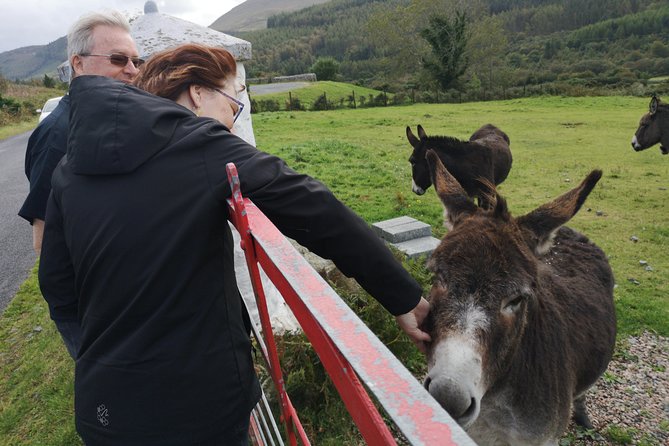 Cliffs of Moher & Galway Bay private tour or Galway city day trip - Key highlights you should know