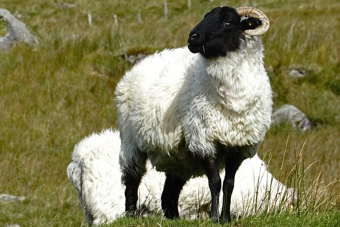 Connemara Day Trip Including Leenane Village and Kylemore Abbey from Galway - Leenane Village and Killary Harbour: Where the Coast Turns Scenic