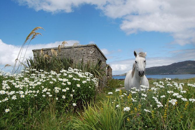 Connemara, Kylemore Abbey and Wild Atlantic Way tour from Galway - Getting started in Galway, where you meet, and how the day is paced