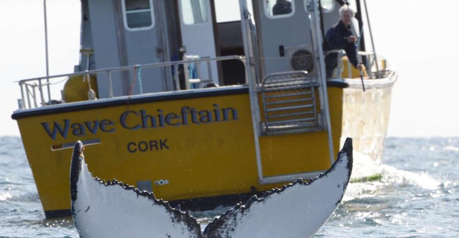 County Cork: Whale & Dolphin Watching Boat Trip - Key things about the Wave Chieftain trip
