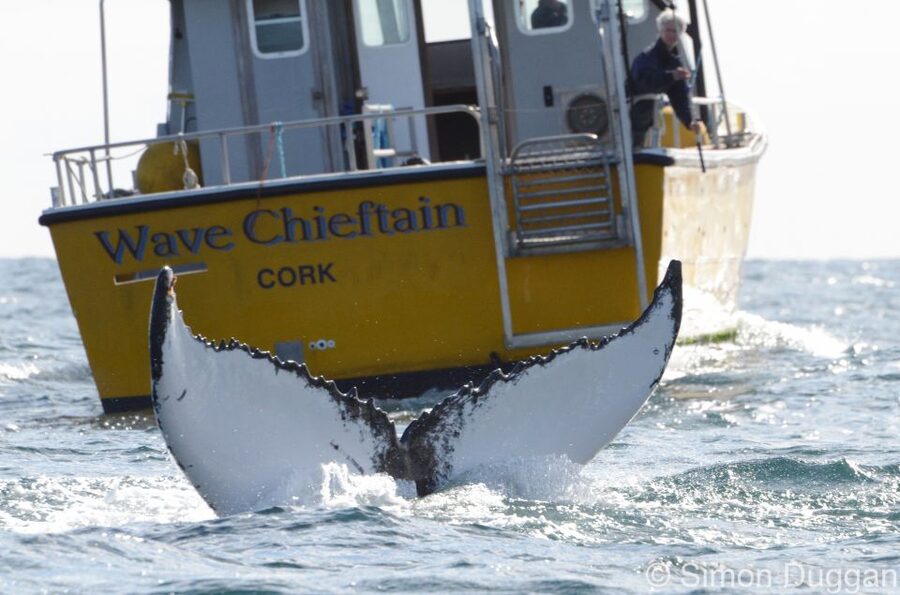 County Cork: Whale & Dolphin Watching Boat Trip - Why Baltimore Harbour Is a Solid Starting Point for Whale and Dolphin Watching