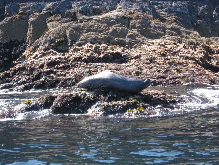 County Cork: Whale & Dolphin Watching Boat Trip - The Whale Chances: Minke, Fin, and Humpback on the Search Route