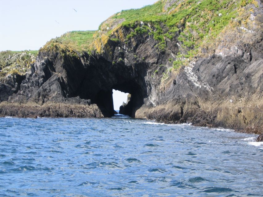 County Cork: Whale & Dolphin Watching Boat Trip - Dolphins and Seals: The Most Reliable Parts of the Trip