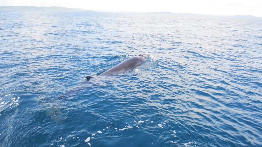 County Cork: Whale & Dolphin Watching Boat Trip - The Bonus Wildlife: Basking Sharks, Mola Mola Sunfish, and Bird Life