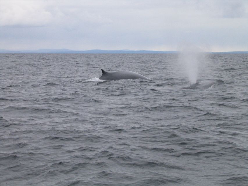 County Cork: Whale & Dolphin Watching Boat Trip - Price and Value: Is $51 Worth It for 3 to 4 Hours on Open Water?