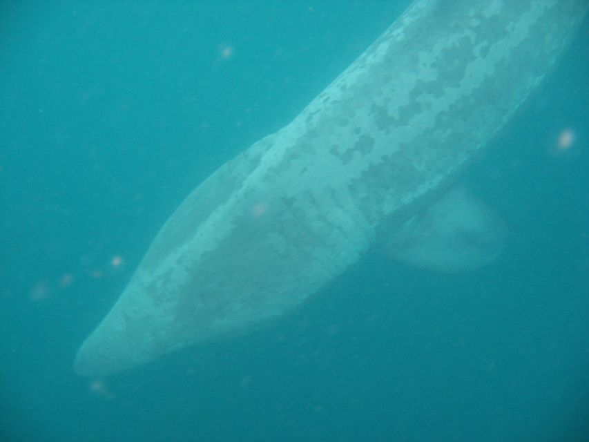 County Cork: Whale & Dolphin Watching Boat Trip - Meet the Yellow WAVE CHIEFTAIN and Know What Comfort Looks Like at Sea