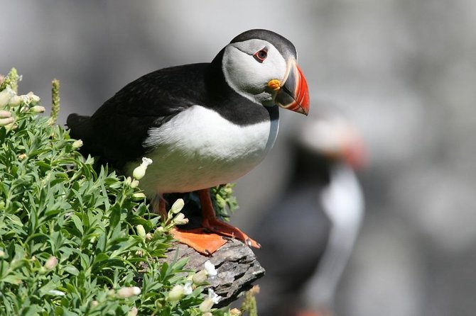 Dingle Boat Tours Wildlife RIB Adventure - Why a Blasket Islands RIB tour feels like the real Dingle