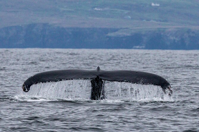 Dingle Boat Tours Wildlife RIB Adventure - What happens on the water: sea caves, hidden coves, wildlife territory