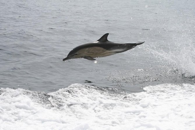 Dingle Boat Tours Wildlife RIB Adventure - The guide experience: small group attention and guides with personality
