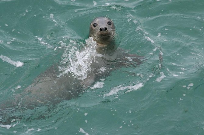 Dingle Boat Tours Wildlife RIB Adventure - Who this is best for in Dingle