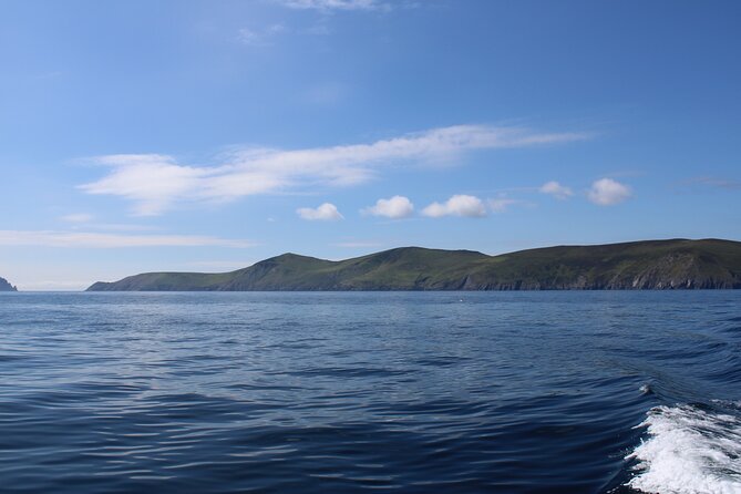 Dingle Dolphin Blasket Adventures - Wildlife Spotting That Feels Real, Not Promised