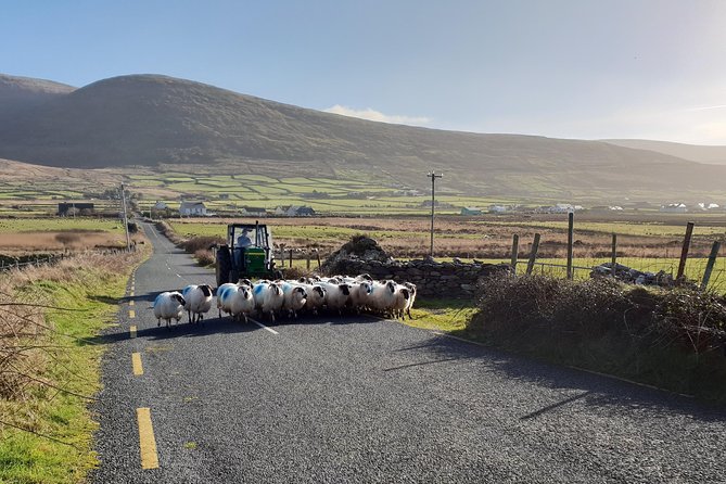 Dingle: Hour Slea Head Drive Tour 4hr - Personal Chauffeur Guide - Coumeenoole Beach, Dun Chaoin Pier, Clogher Strand: coastline time without rushing
