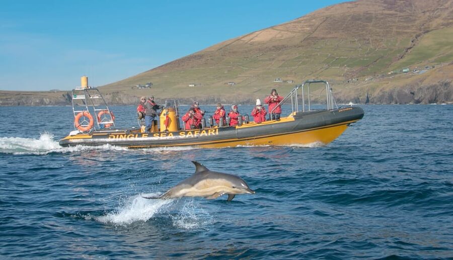 Dingle: Sea Safari by RIB Boat - RIB boat thrills in Dingle Bay: what the 2.5 hours is really like