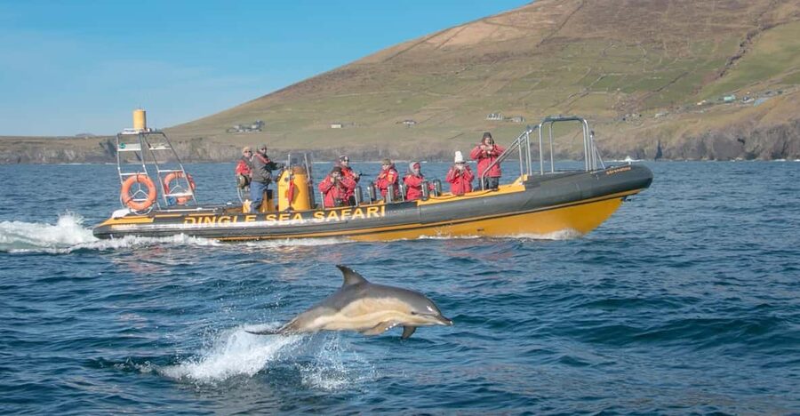 Dingle: Sea Safari by RIB Boat - From the Dingle Peninsula to the coastline: cliffs, caves, and captain storytelling