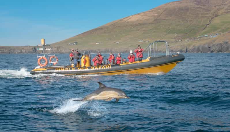 Dingle: Sea Safari by RIB Boat - Choppy seas and comfort: who should not book (and who will be fine)