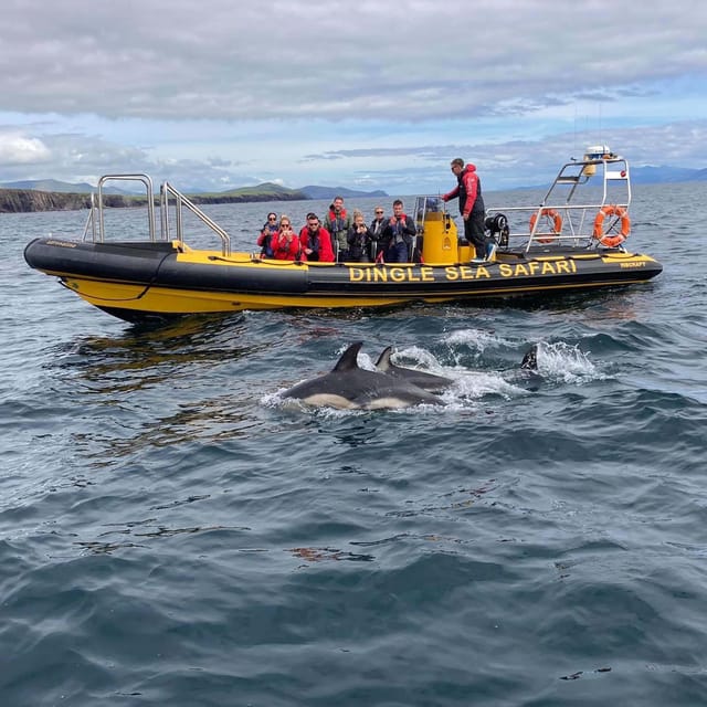 Dingle: Sea Safari by RIB Boat - Timing, value, and the real cost of $125 per person