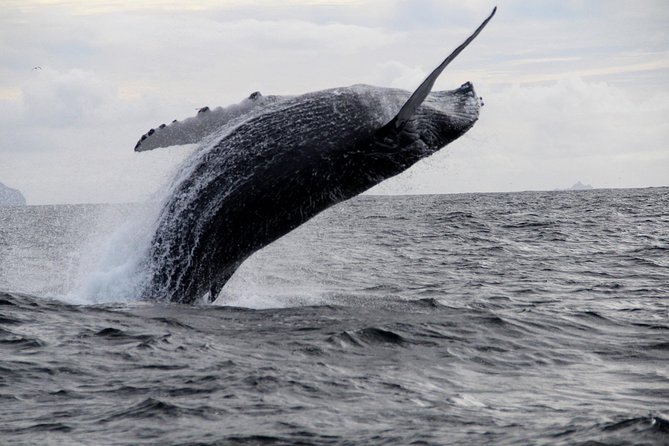 Dolphin and Whale Watching Tour from Dingle - Stop by Stop: What Each Named Spot Adds
