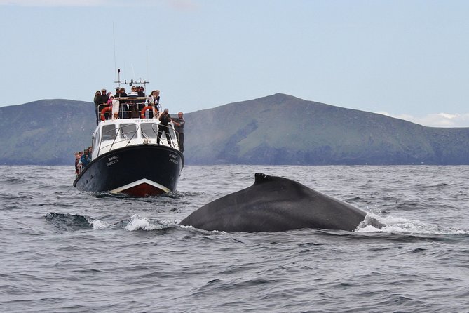 Dolphin and Whale Watching Tour from Dingle - Your Cruise Route: Great Blasket Island to Slea Head Photos