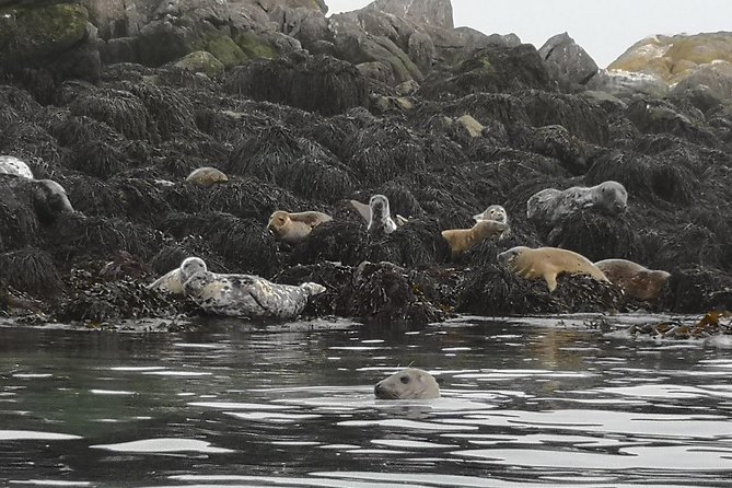 Dublin Bay Seal Kayaking Safari at Dalkey - Who should book this, and who might skip it