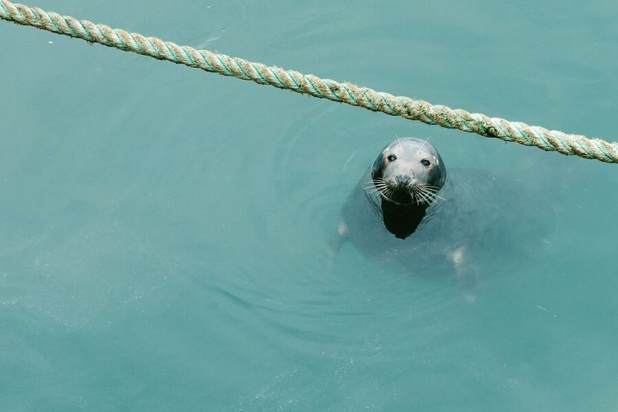 Dublin: Full-Day Howth and Malahide Castle Tour - Howth Fishermen’s Village: Lunch Time, Harbor Energy, and a Seal Chance