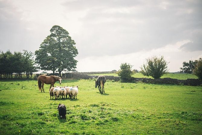 Dublin: Glendalough, Wicklow, Kilkenny and Sheepdog demonstration - Key things that make this tour worth your attention