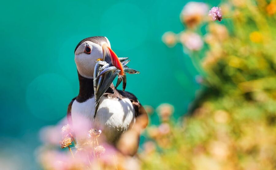 Dublin: Howth Coast and Ireland's Eye Boat Tour - Value for Money: Why $27 Can Make Sense