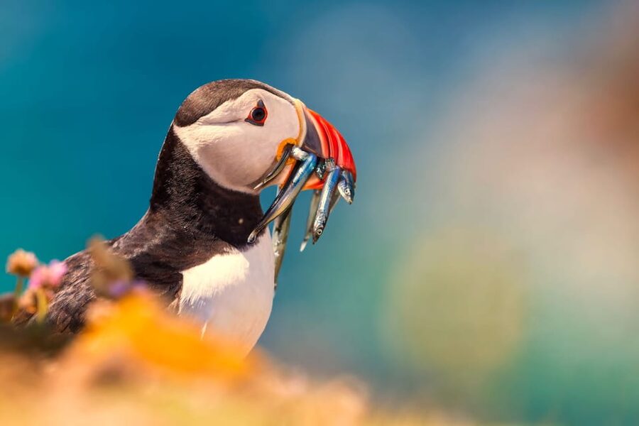 Dublin: Howth Coast and Ireland's Eye Boat Tour - Wildlife Spotting Odds: Seals, Birds, and the Puffin Moment