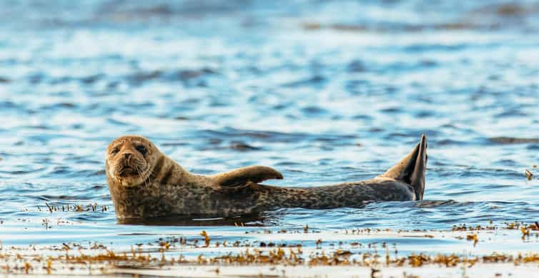 Dublin: Howth Coastal Boat Tour - Cruising Dublin Bay Biosphere: cliffs, caves, and real sea-level perspectives