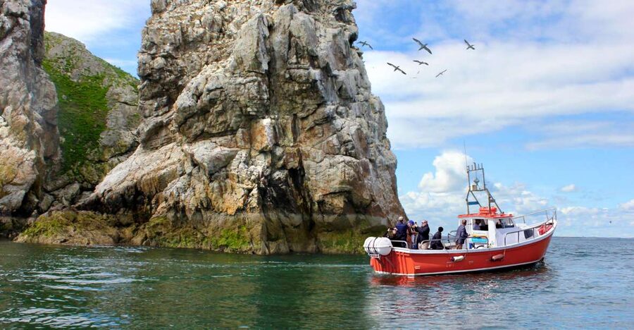 Dublin: Howth Coastal Boat Tour - Ireland’s Eye and the Stack: seabird spotting at its most satisfying