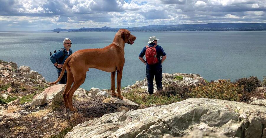 Dublin: Howth Coastal Hiking Tour - Key highlights you will feel from the first hour