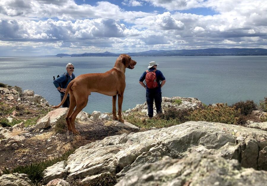 Dublin: Howth Coastal Hiking Tour - Stop 1 to Stop 2: Bodega Coffee to St Mary’s Abbey in 20 minutes