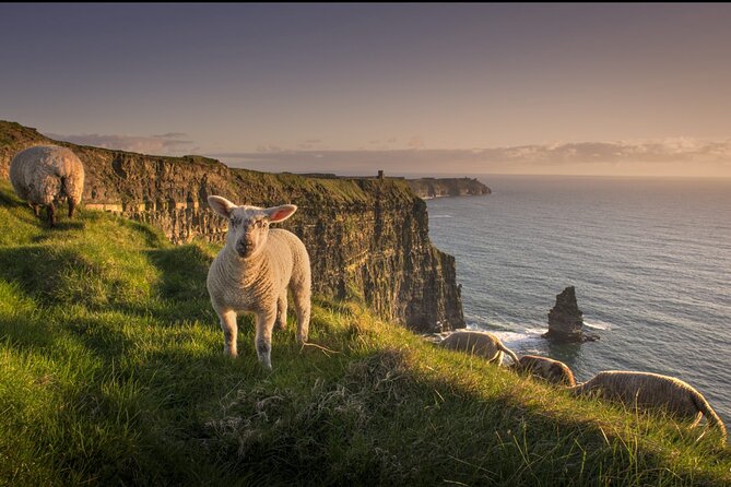 Dublin to Cliffs of Moher, Ennis Town & Bunratty Castle Day Tour - Bunratty Castle and Folk Park: medieval defenses plus 19th-century daily life