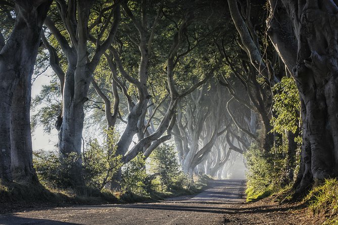 Dublin to Dunluce Castle, Giant's Causeway, Dark Hedges & Belfast - Stop 3: The Dark Hedges, Game of Thrones vibes and the Grey Lady